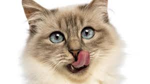 homemade cat food recipes for cats with