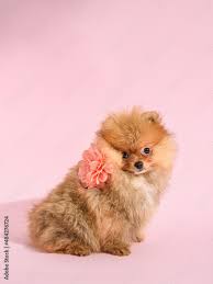 cute confused pomeranian puppy with