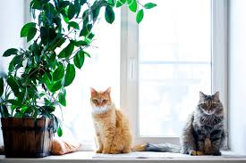 Toxic Cat Plants Protecting Your