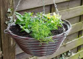 Best Plants For Winter Hanging Baskets