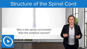 spinal cord injury levels free