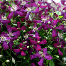 A gardener's favorite since its introduction in 1926! Buy Clematis Group 3 Clematis Sweet Summer Love Pbr