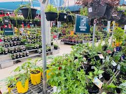Brisbane Nurseries That Are Perfect For