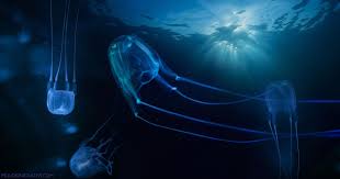Jellyfish In Hawaii Box Jellyfish