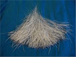 A cat's leg whiskers are. Largest Cat Whisker Collection World Record Karen Judkis