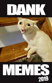 All wallpapers displayed on this site considered to be established on public domain. Meme Creation Cat Memes 2019 Dank