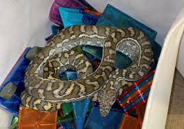 huge snake found coiled up in kid s toy box