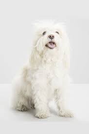 They are small dogs, up to 12 inches (30cm) in height and 12lbs (5kg) in weight, and are perfect for apartment living. 14 White Small Dog Cute Lovely Propatel