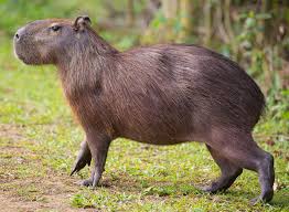 Carpincho skin is used as glove leather and has a pore structure similar to the peccary, a south american wild pig. Capybara Description Behavior Facts Britannica