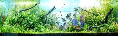 Freshwater Aquarium | Customizable Aquarium Designs gambar png