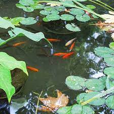 6 Small Pond Fish Species Best Small