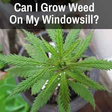 Can I Grow Weed On My Windowsill Only