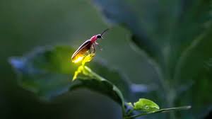 The Light Of The Fireflies