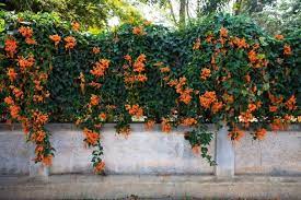 climbing plants australia 10 best