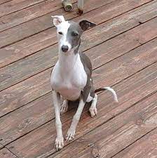 Contact us today to learn about our program or our available puppies. Puppies Italian Greyhound Home Facebook