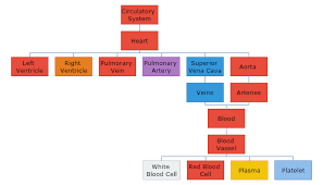 hierarchy chart mydraw