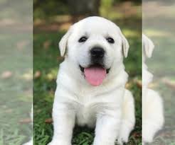 Temperament pros and cons exercise training sociability grooming health puppies. View Ad Labrador Retriever Litter Of Puppies For Sale Near North Carolina All Healing Springs Usa Adn 189009