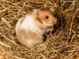 can hamsters have hay in their cage