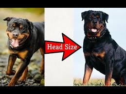 How You Can Increase Head Size Of Your Dog By Dr Furqan Arif