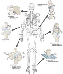 Types Of Synovial Joints Biology For Majors Ii