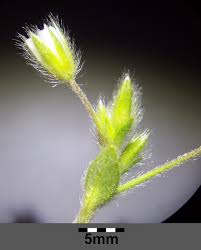 Cerastium tenoreanum - Wikispecies