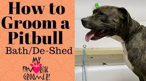 how to bathe a pitbull that s water