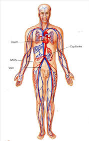 Life cannot go on without it. Https Www Uc Edu Content Dam Uc Ce Docs Olli Page 20content Olli 20circulatory System Pdf