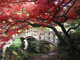 Japanese Garden Red Tree Leaves