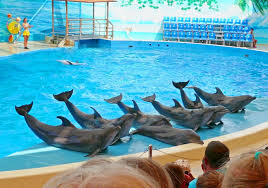 dubai dolphinarium ticket show