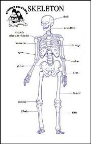 Skeleton 6 X 9 Chart