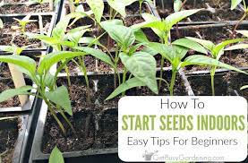 How To Start Seeds Indoors For