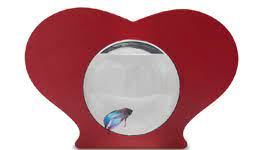 These heart shaped acrylic fish bowl comprise of products such as artificial plants, fishes, jellyfishes, stones, ferns, toy divers, and many more. Zooquariums Heart Betta Fish Bowl Betta Fish Tank Heart Shaped Bowls