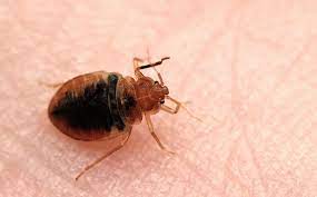 What Attracts Bed Bugs To Your Home And