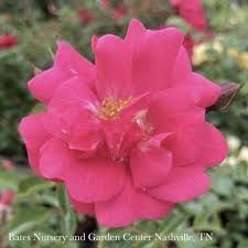 2 rosa flower carpet pink supreme rose
