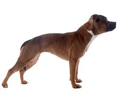 Staffordshire bull terriers also go by stafford and staffy. Staffordshire Bull Terrier Dog Breed Facts And Information Wag Dog Walking