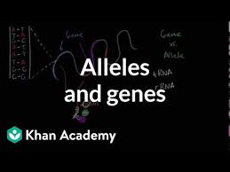 Proteins have special shapes that help them to bind tightly to specific other molecules in the cell. Alleles Definition Allele Vs Gene Comparison Video Khan Academy