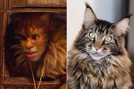 cast of cats if they were real life cats