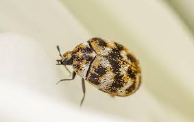 how to tell if it s carpet beetles in