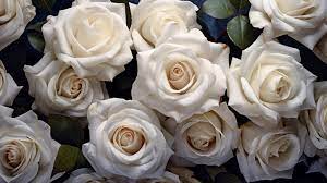 meaning of white roses history and