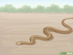 3 ways to get rid of snakes wikihow