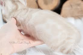 The most common little white kitten material is metal. Snow White Bengal Cats For Sale Wild Sweet Bengals