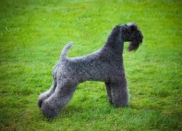 The kerry blue terrier is an exceptional land and water retriever, cattle and sheepherder and also a gallant hunter. Canadian Kennel Club Club Canin Canadien