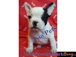 French bulldog · indianapolis, in. French Bulldog Puppy For Sale In Kolkata At Best Price