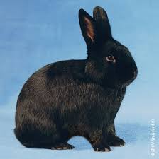 Résultat de recherche d'images pour 'photo d'un lapin noir'