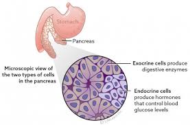 Pancreatic cancer can be hard to spot in the early stages. Pancreatic Tumors Vca Animal Hospital