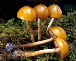 Galerina marginata poisonous mushroom