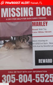 lost male dog marley is missing pawboost