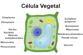 células vegetais características