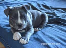 While beautiful, this can lead to health problems. Raising A Puppy A Day In The Life With Mia The Blue Nose American Bully Bully Pit