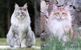 maine vs norwegian forest cat